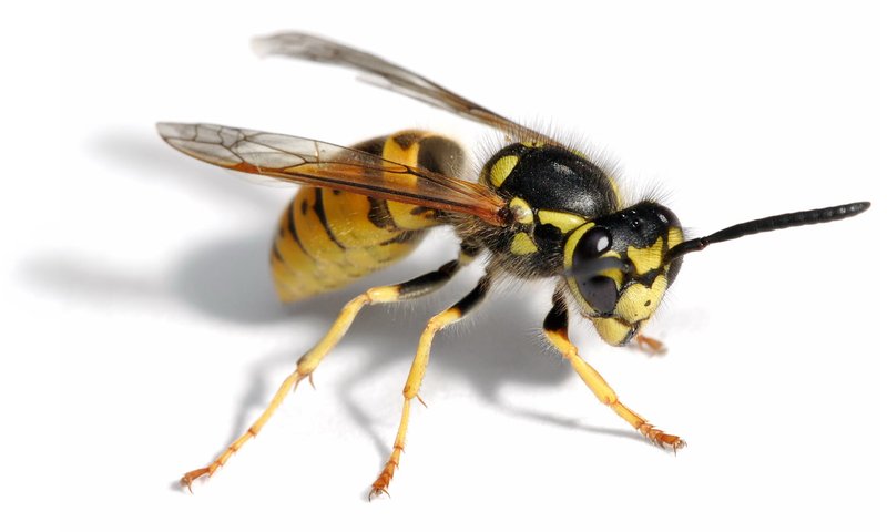Yellow jacket